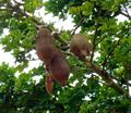 French peanut ، GUIANA CHESTNUT
